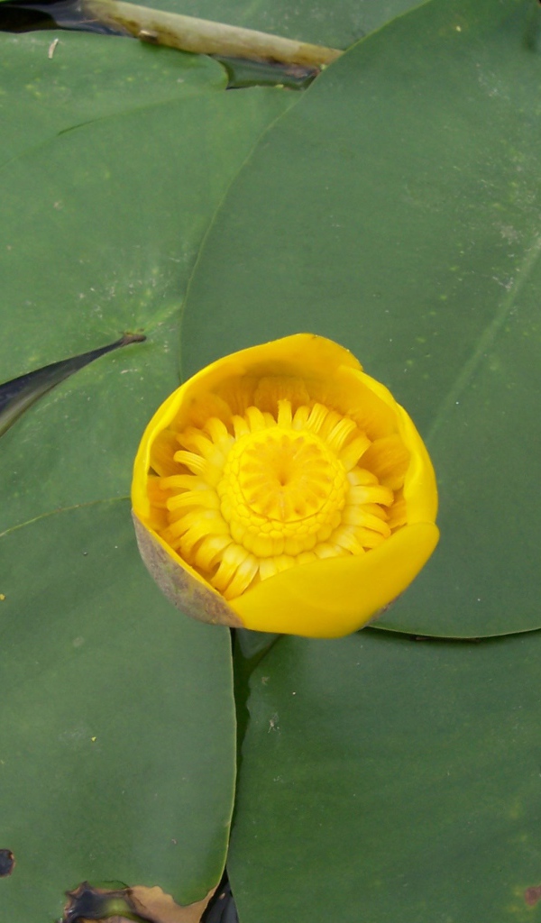 Кубышка красивый цветок