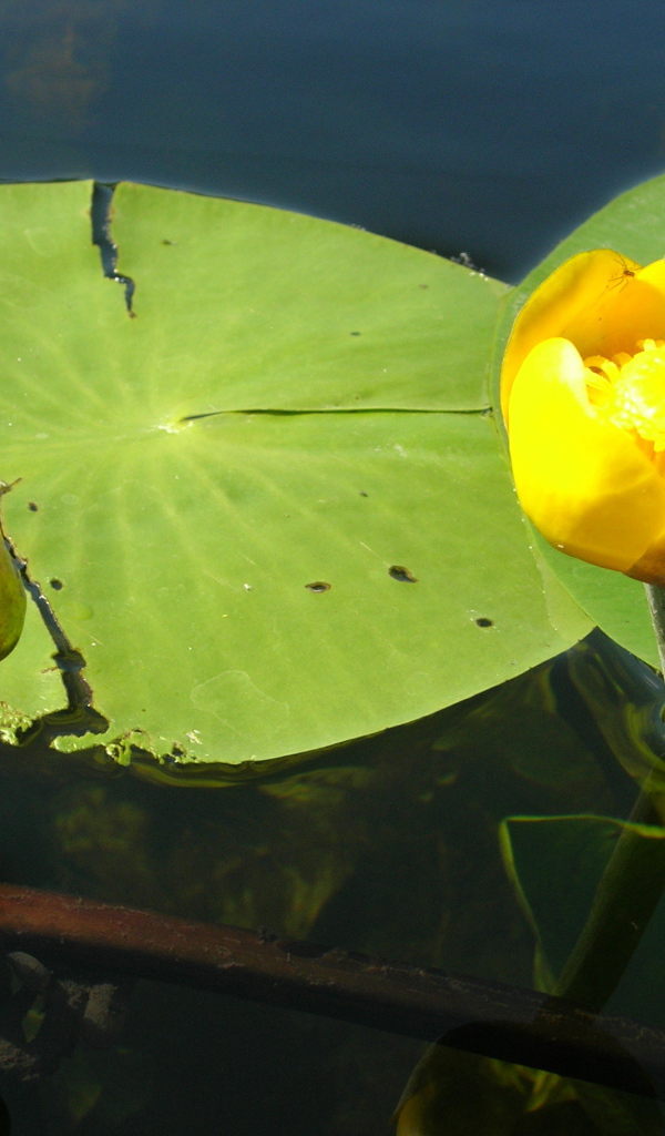 Красивый цветок кубышка на воде