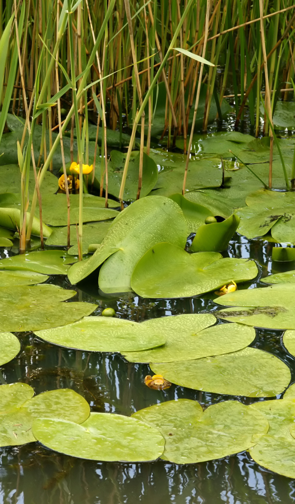 Растение кубышка на болоте