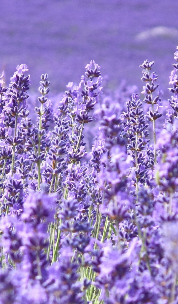 Cтепная трава