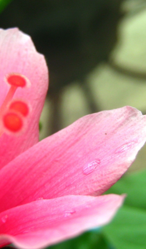 Нетронутый цветок