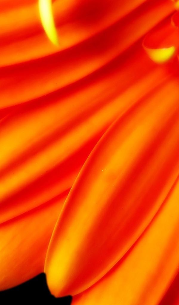 Большой оранжевый цветок