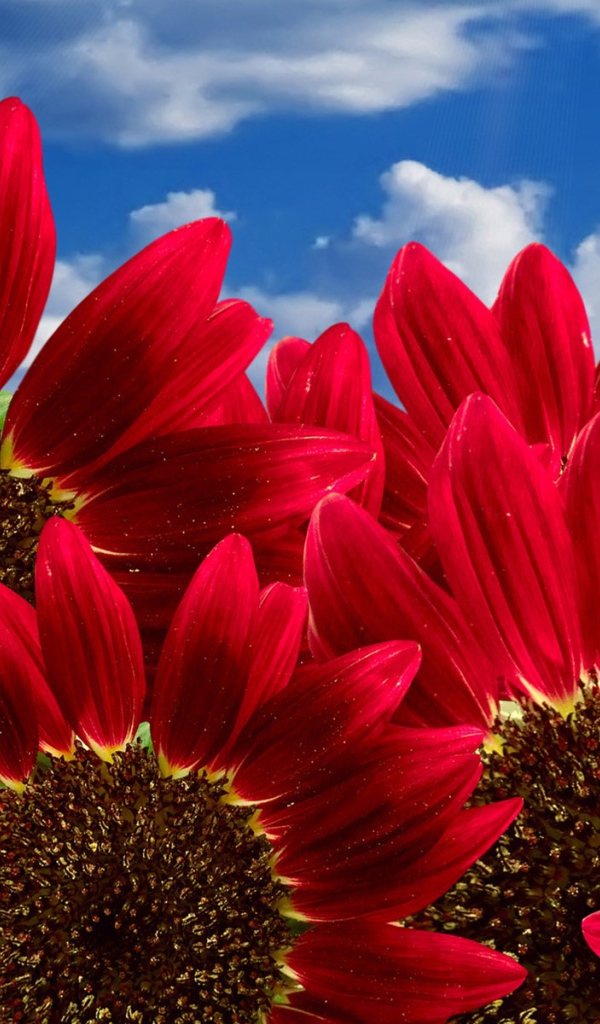 Чисто красные подсолнухи