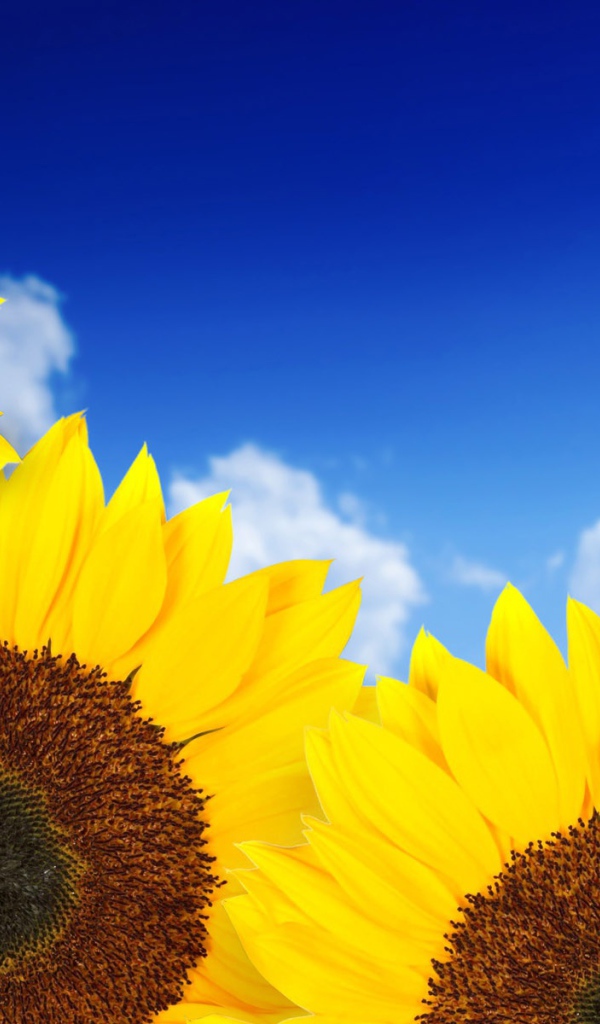 Чисто желтые подсолнухи