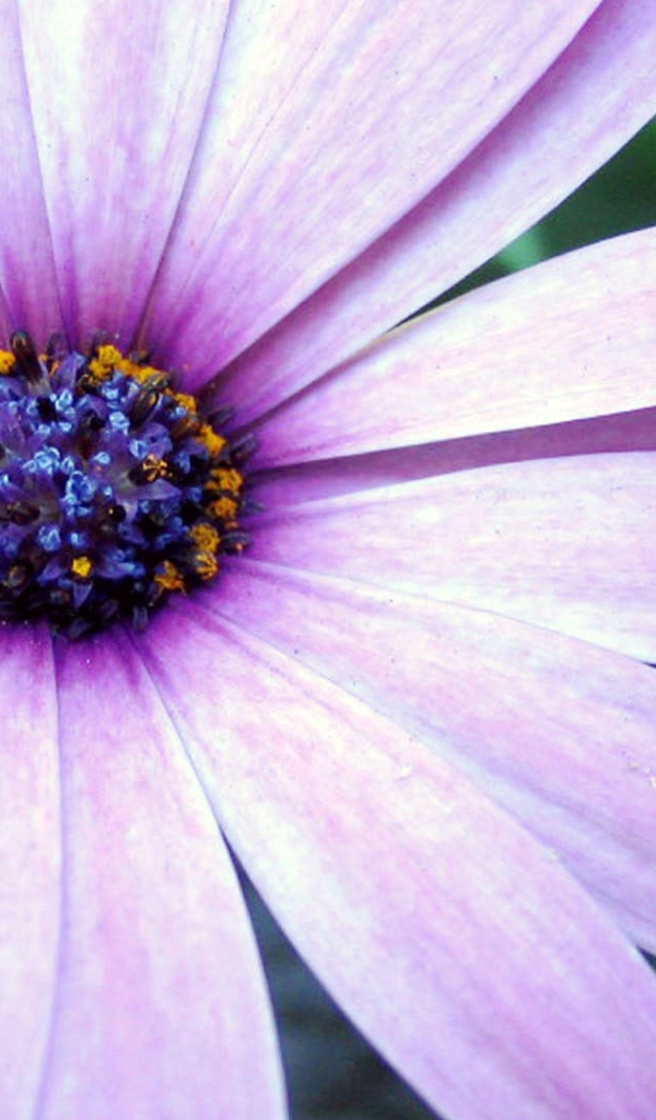 Сиреневая астра