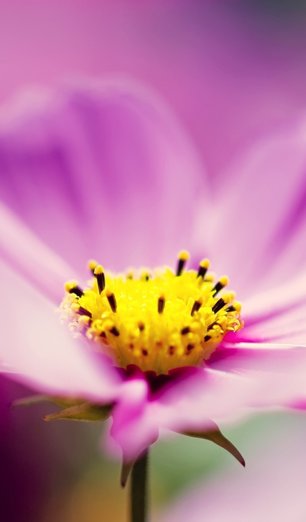 Сиреневые космические цветы