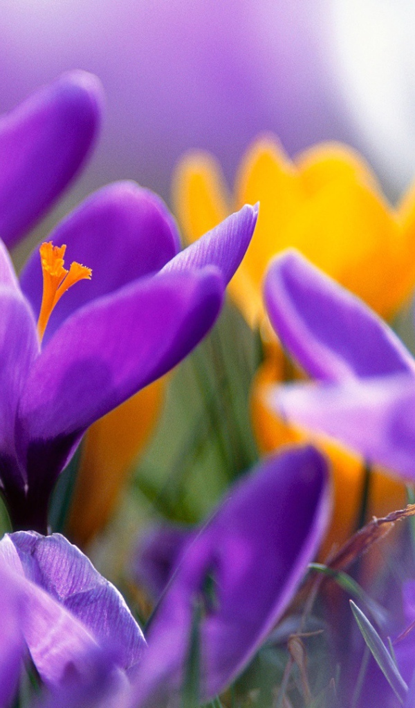 Сиреневые крокусы