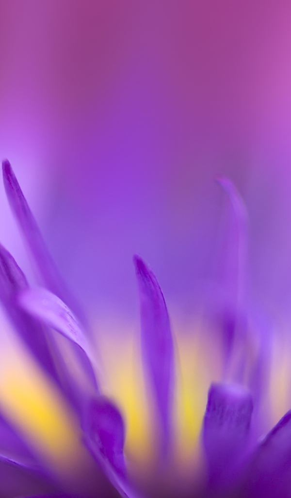 Фиолетовое пламя