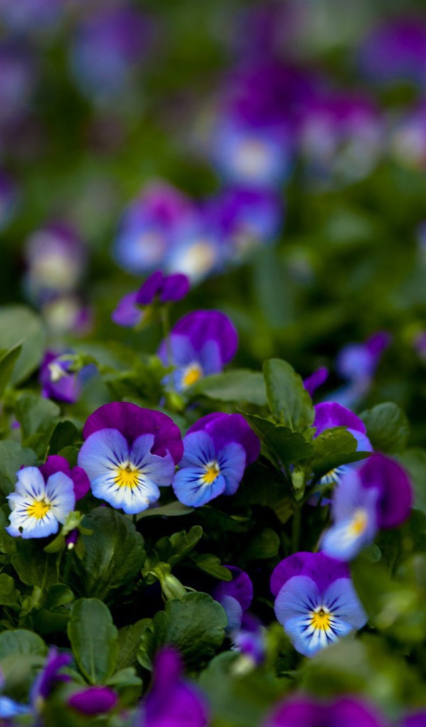 Фиолетовые цветы