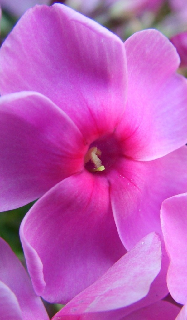 Фиолетовые цветы