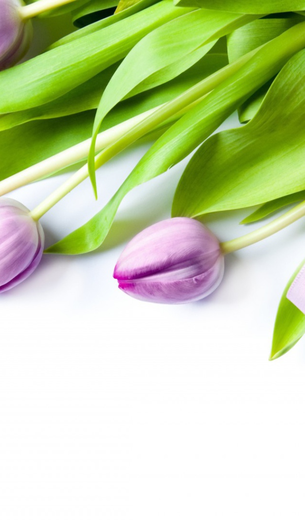 Фиолетовые цветы с бантом