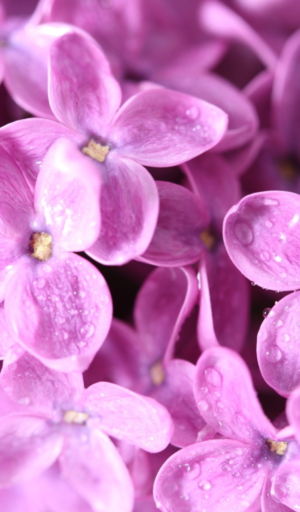 Сиреневые цветы с каплями