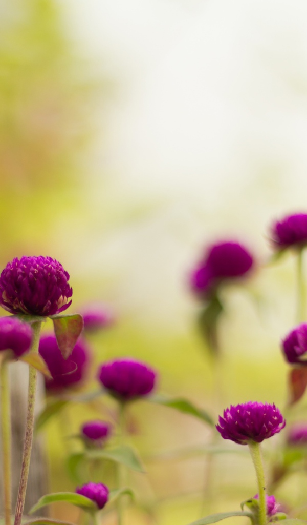 Фиолетовые садовые цветы