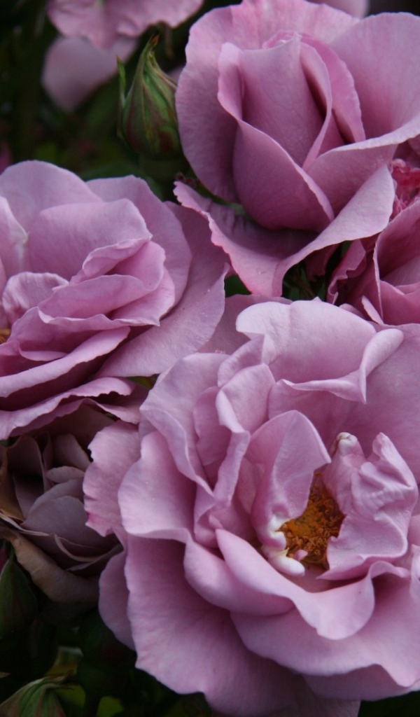 Садовые фиолетовые розы