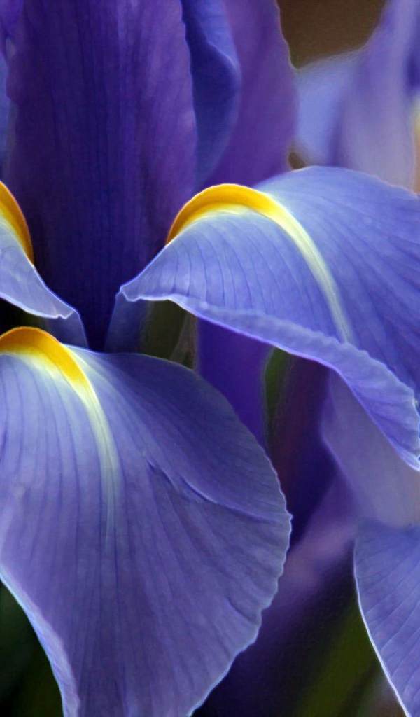 Великолепный фиолетовый цветок