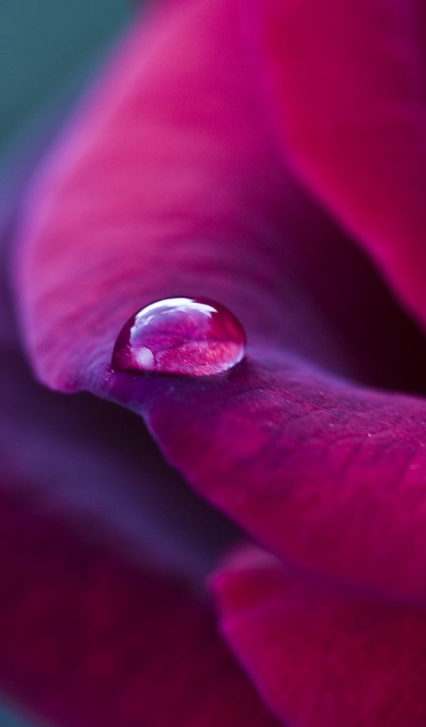 Фиолетовая роза и капелька дождя