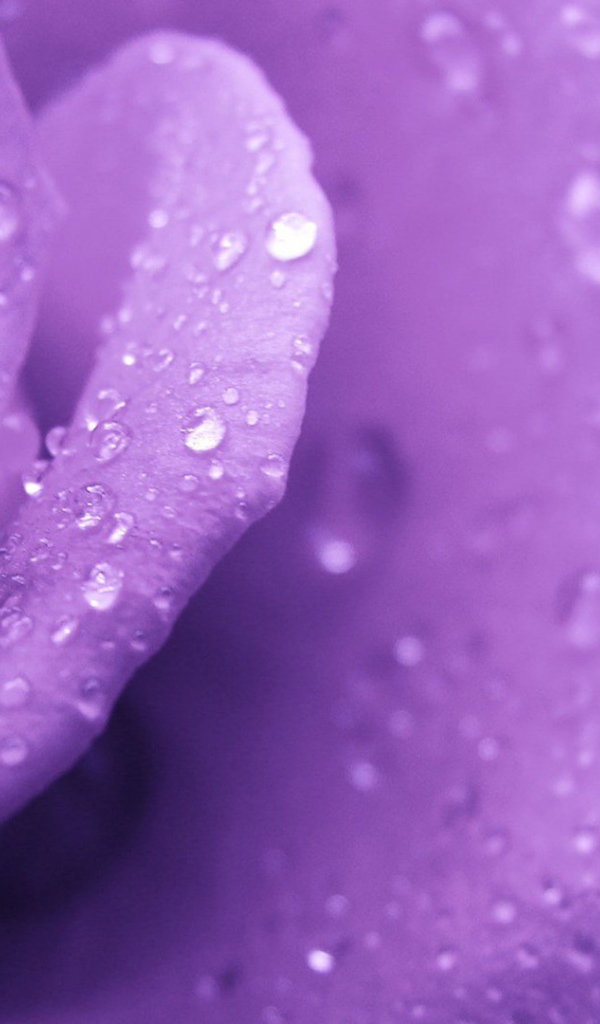 Фиолетовая роза и капельки воды