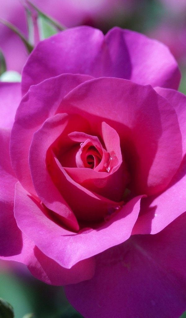 Фиолетовая роза распускается