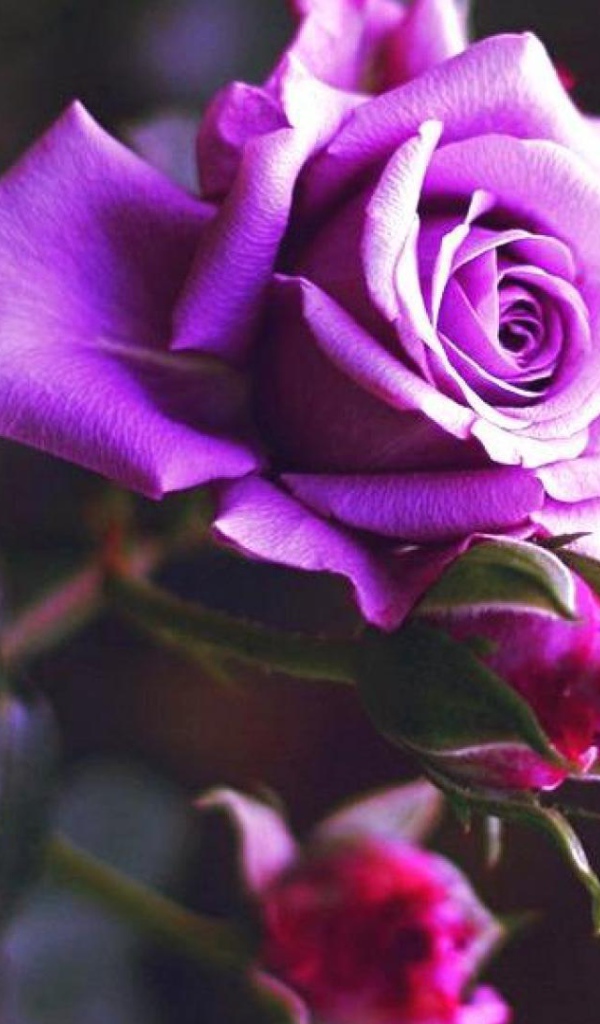 Фиолетовая роза расцвела