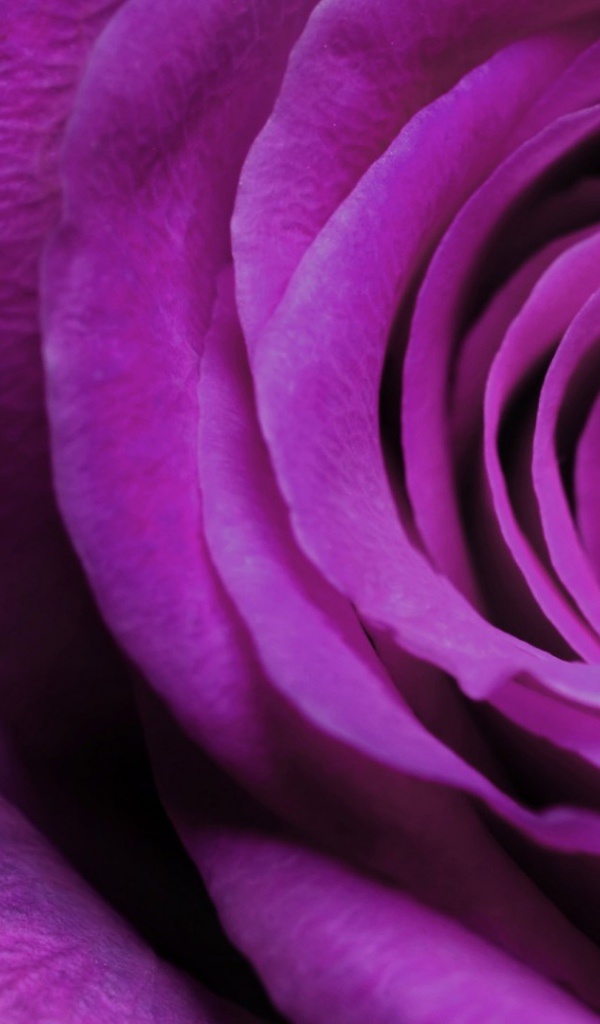 Фиолетовая роза крупным планом на чёрном фоне