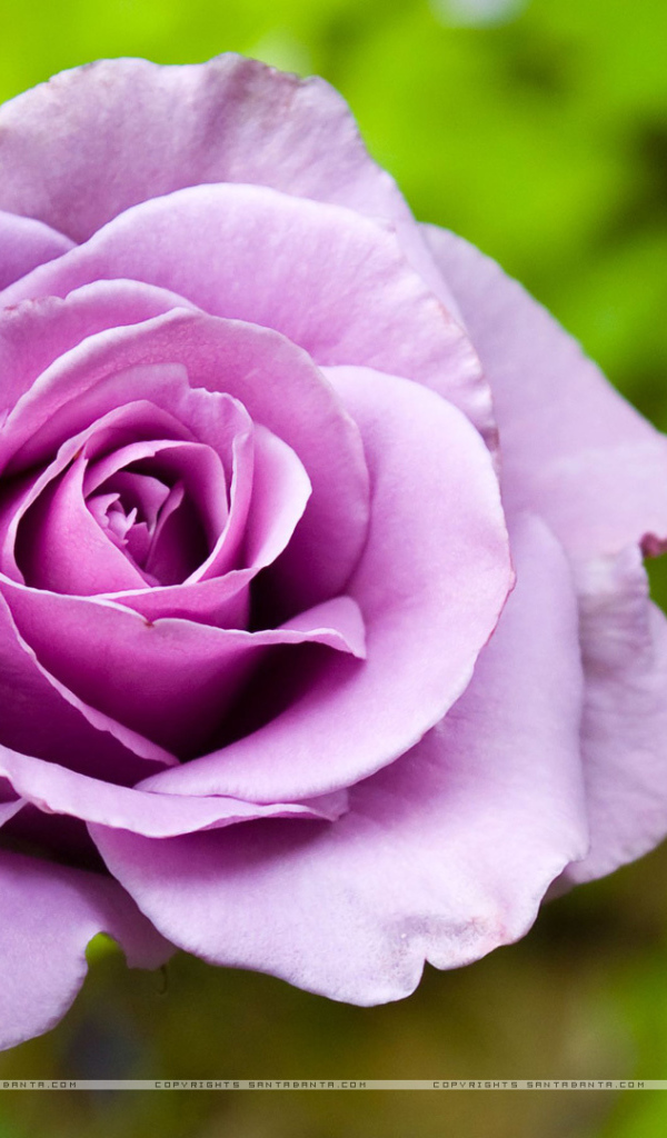 Фиолетовая роза в клумбе на фоне зелени