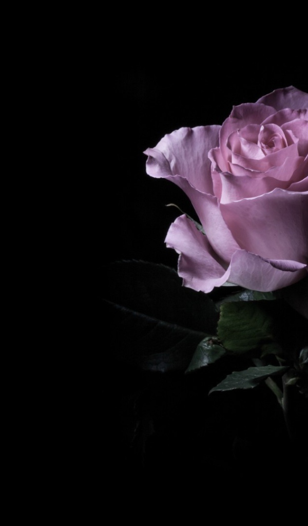 Фиолетовая роза в темноте
