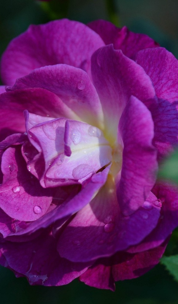 Фиолетовая роза в саду у дома