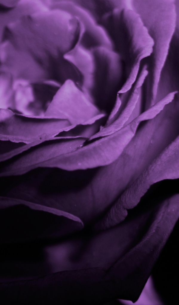 Фиолетовая роза в тени