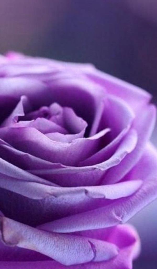 Фиолетовая роза на фиолетовом фоне