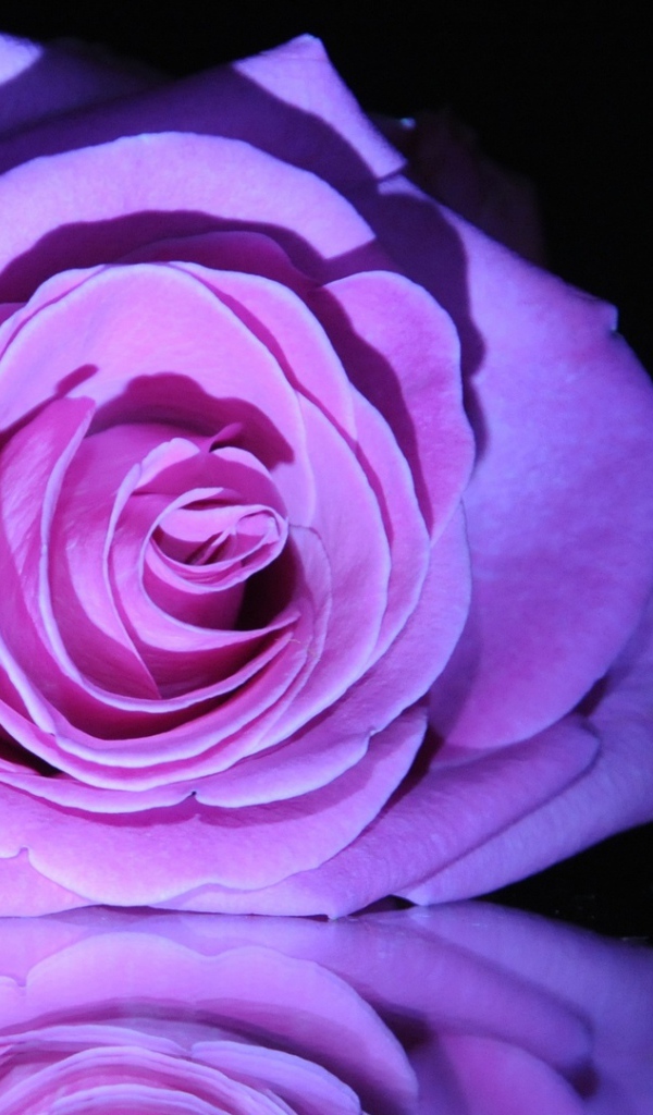 Фиолетовая роза на зеркальном столе