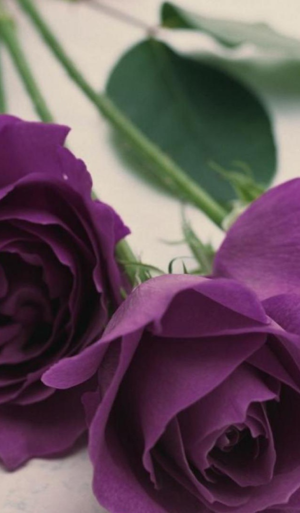 Фиолетовые розы на светлом столе