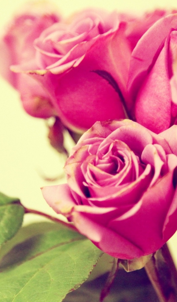 Фиолетовые розы на жёлтом фоне