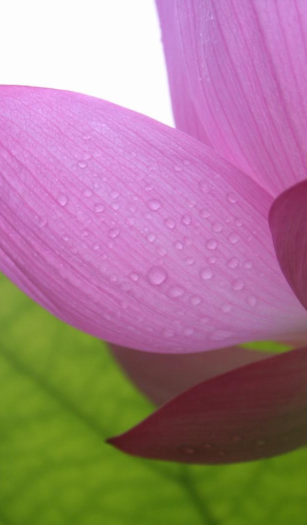 Фиолетовый в тени