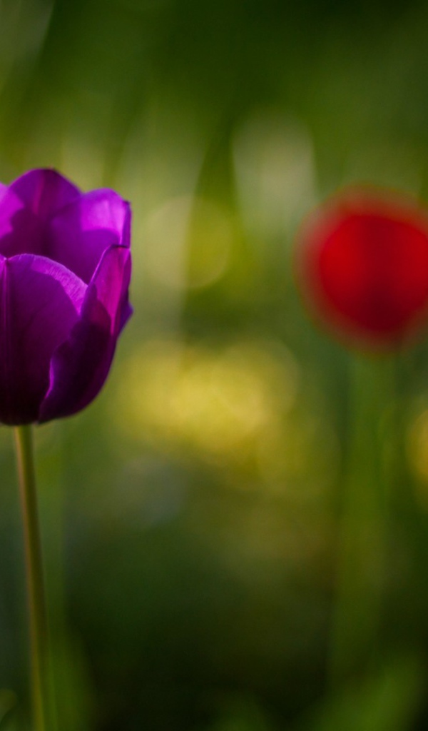 Фиолетовый тюльпан