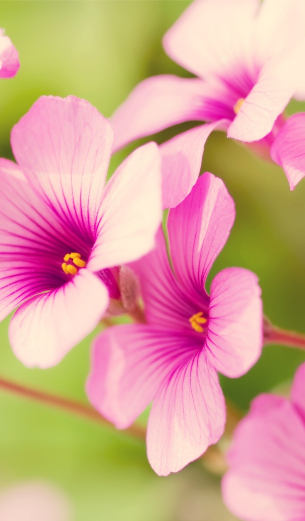 Фиолетовая вербена