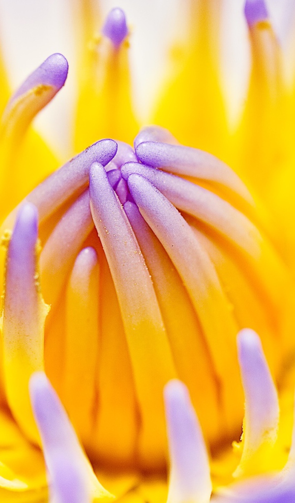 Фиолетовая водная лилия