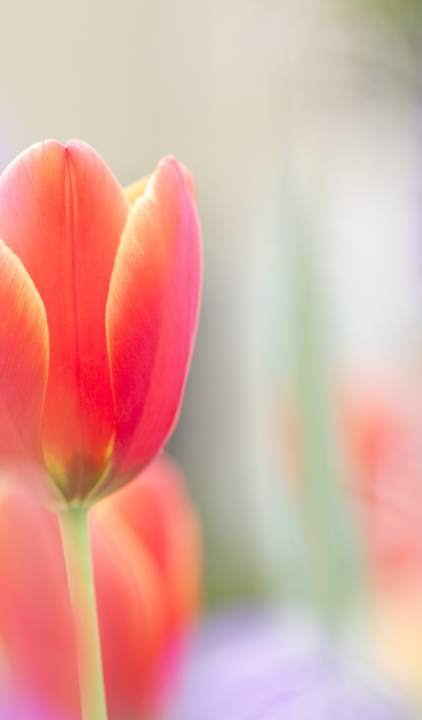 Красный тюльпан