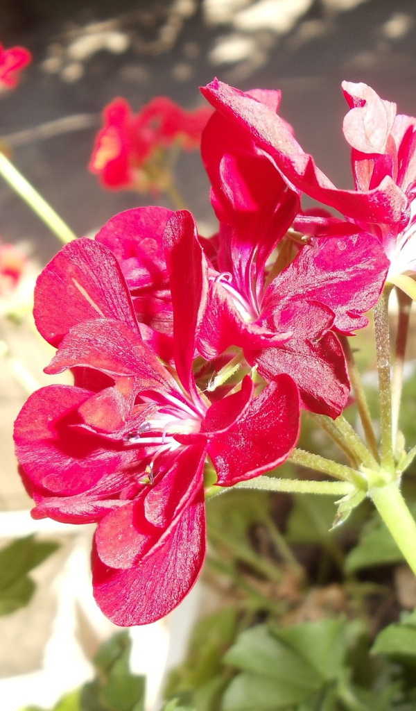 Красные блестящие цветы