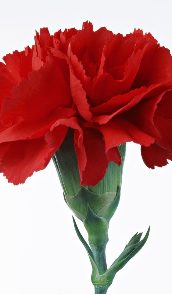 Красная гвоздика