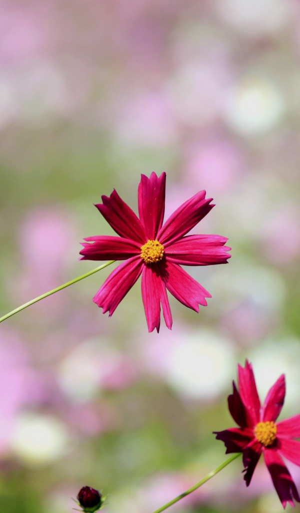 Красные ромашки