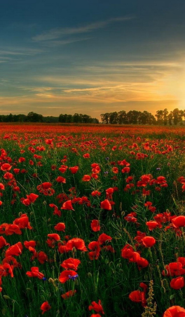 Сад красных цветов