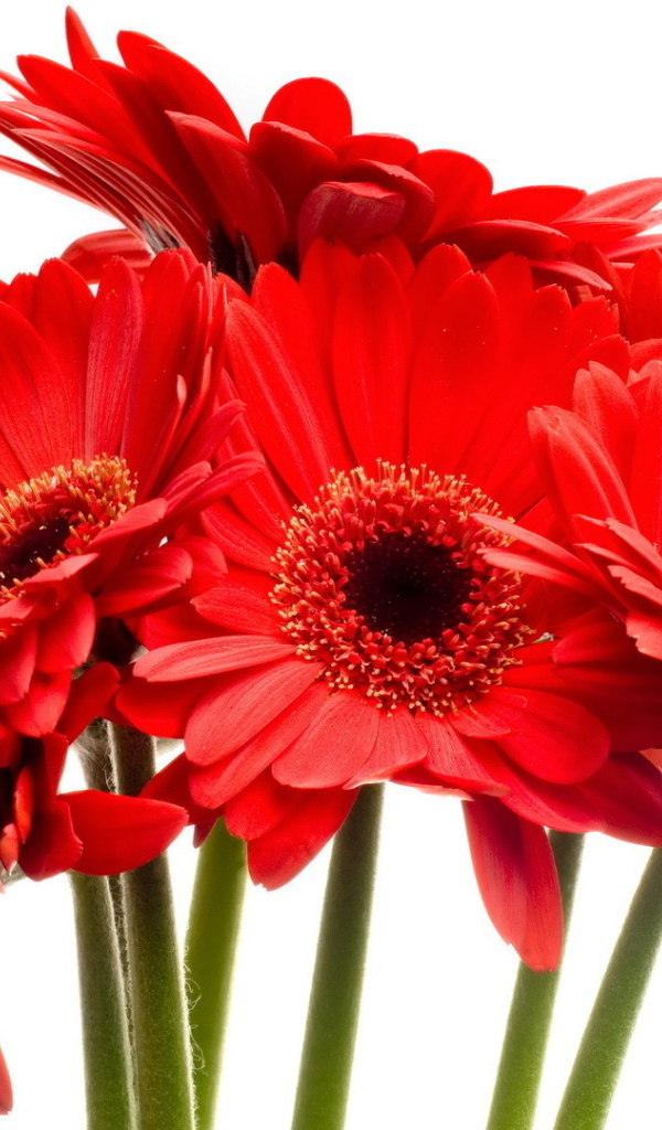 Красные цветы