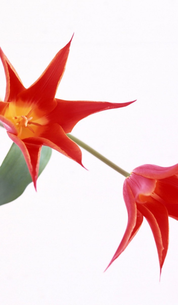 Красные цветы на белом фоне