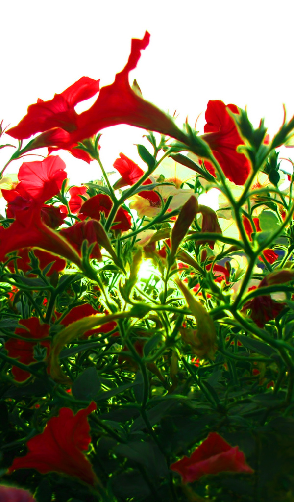 Красные цветы на зеленой траве