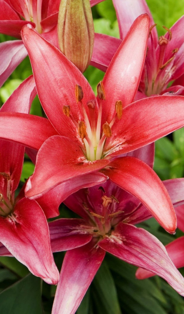 Красные лилии