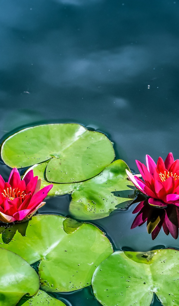 Красные лилии на воде