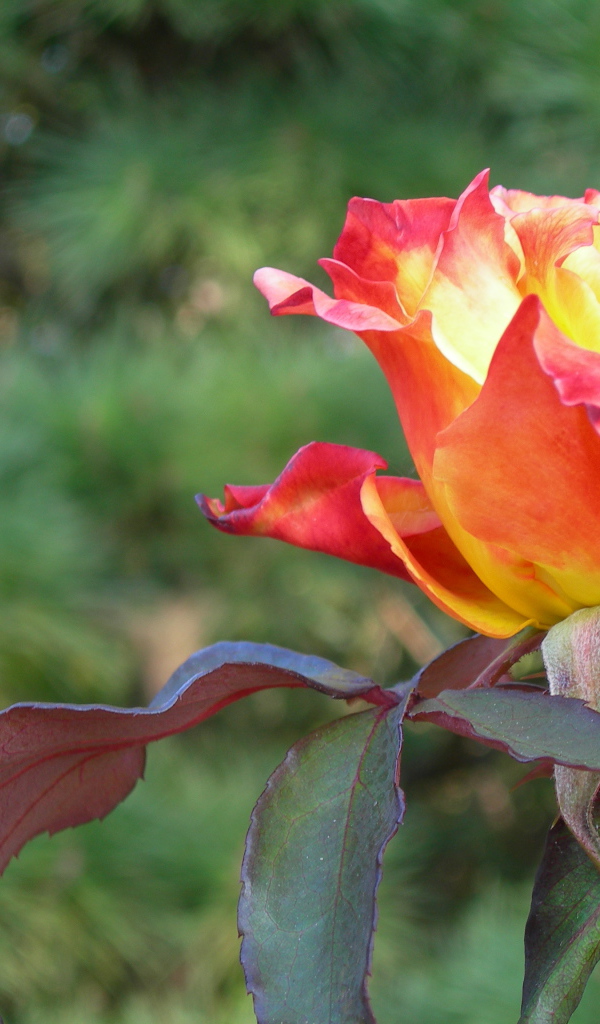 Красно оранжевая роза