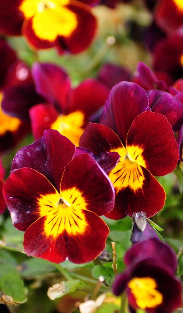 Красные анютины глазки расцвели на поляне