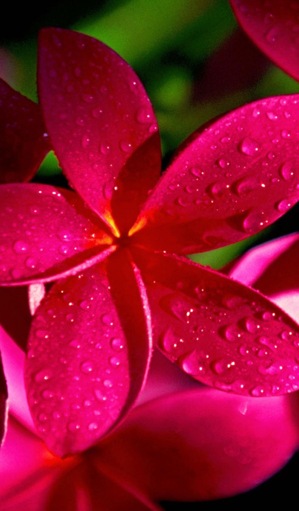 Цветы красной плюмерии