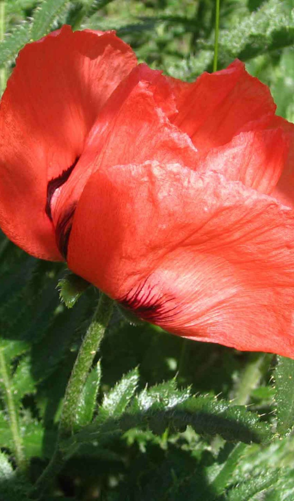 Красный мак расцвел в саду